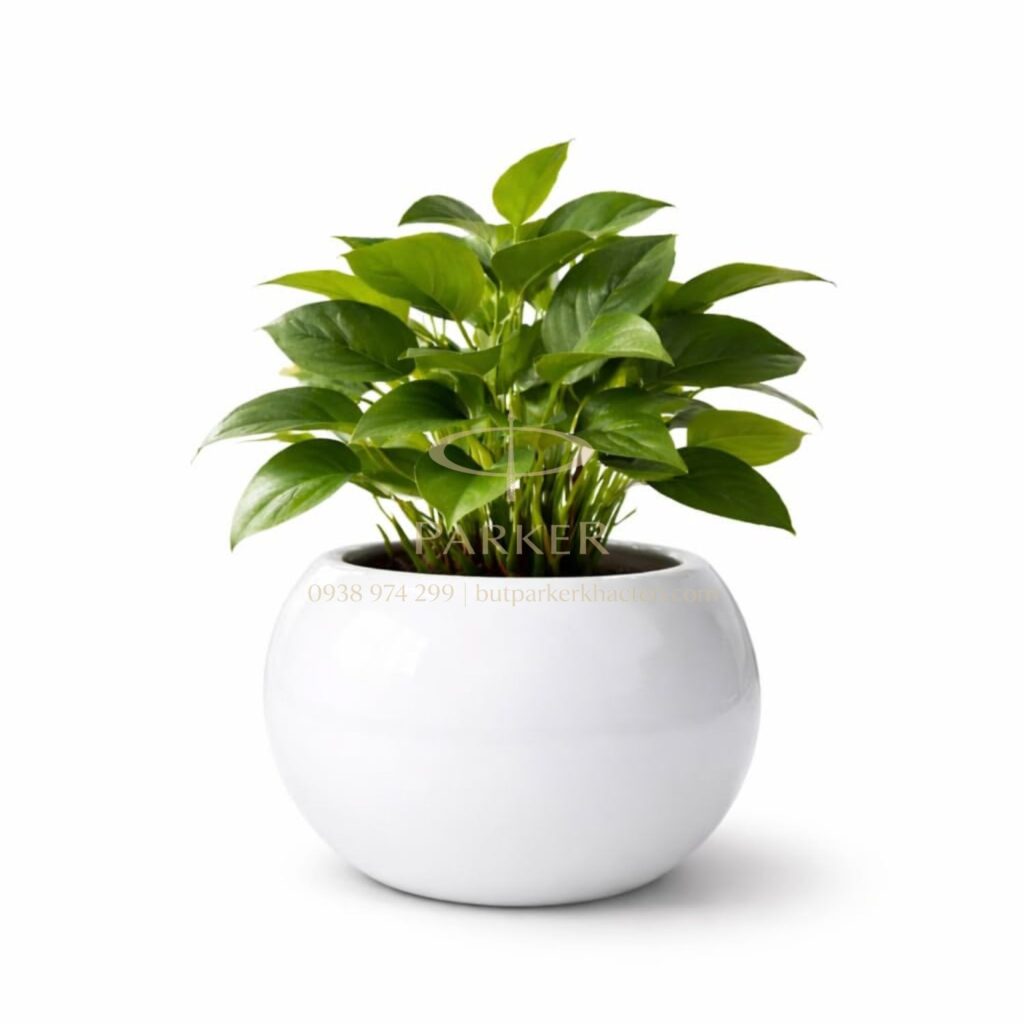 Quà tặng chia tay sếp nữ: 11+ món quà tinh tế, ý nghĩa và đáng nhớ - Butparkerkhacten.com